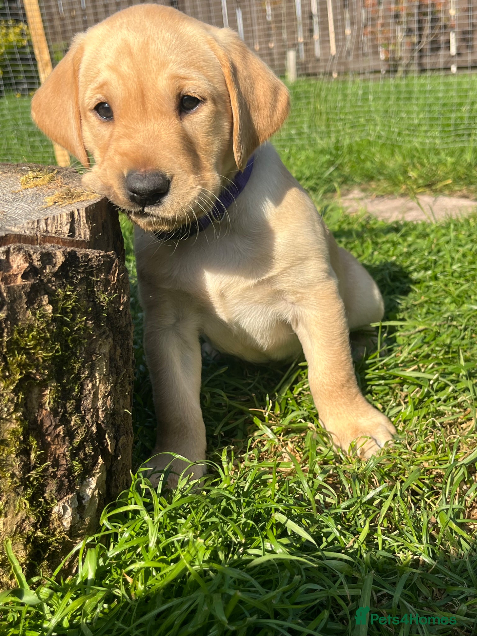 Labrador Retriever dogs for sale: Stunning Labrador pups - Advert 8