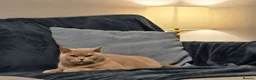 British Shorthair cats for sale: Active adult BSH cats  - Advert 11