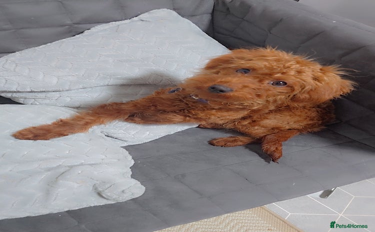 Labradoodle dogs Stunning little girl available  - Advert 1