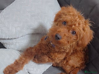 Labradoodle dogs Stunning little girl available - Advert 3