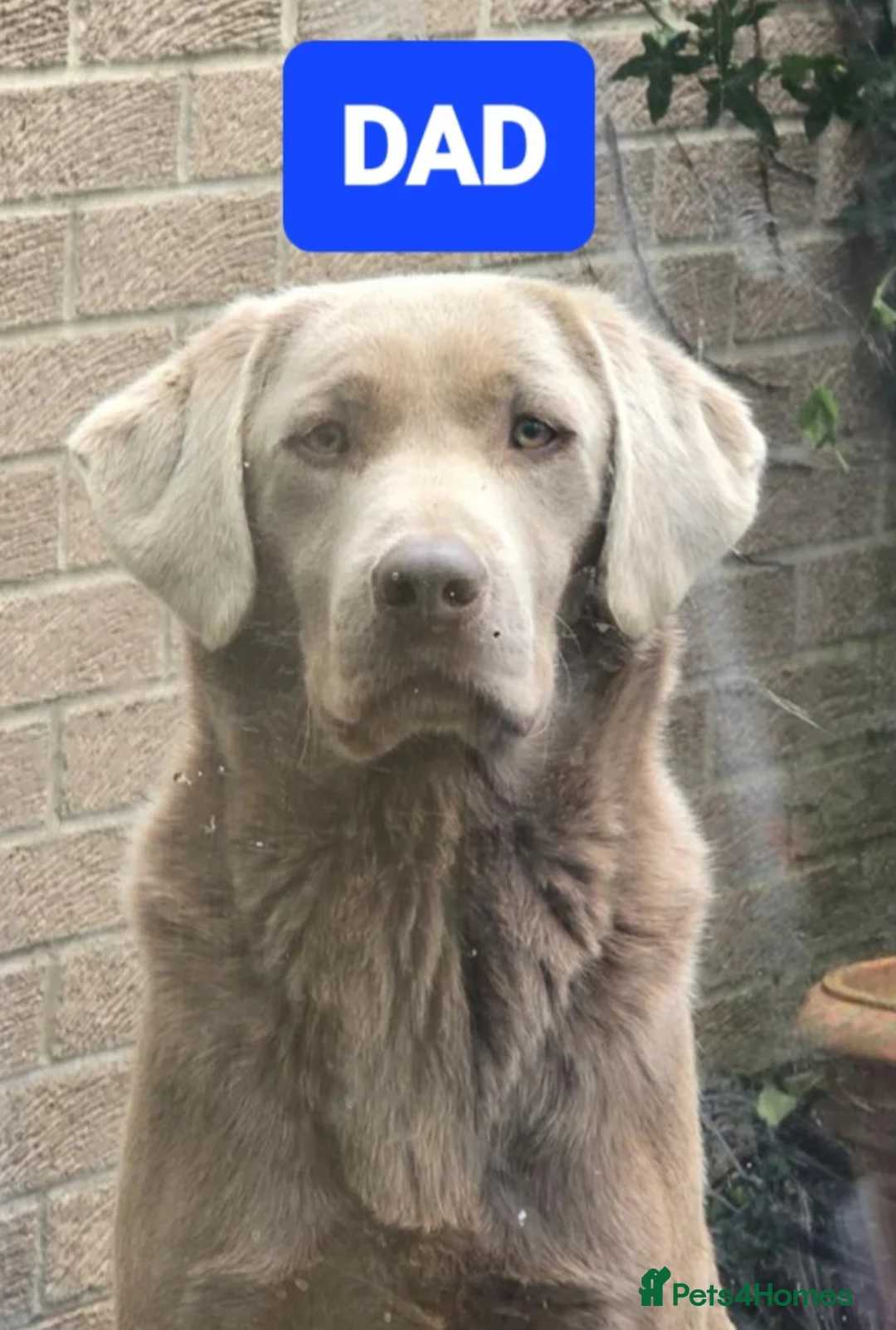 Labrador Retriever dogs for sale: LABRADORE RETRIEVER (SILVER) FULL KC REG - Advert 22