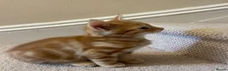 Mixed Breed cats for sale: Lovelo Ginger Kitten - Advert 7