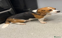 Beagle dogs for sale: Please read 4 year old beagle - Advert 2