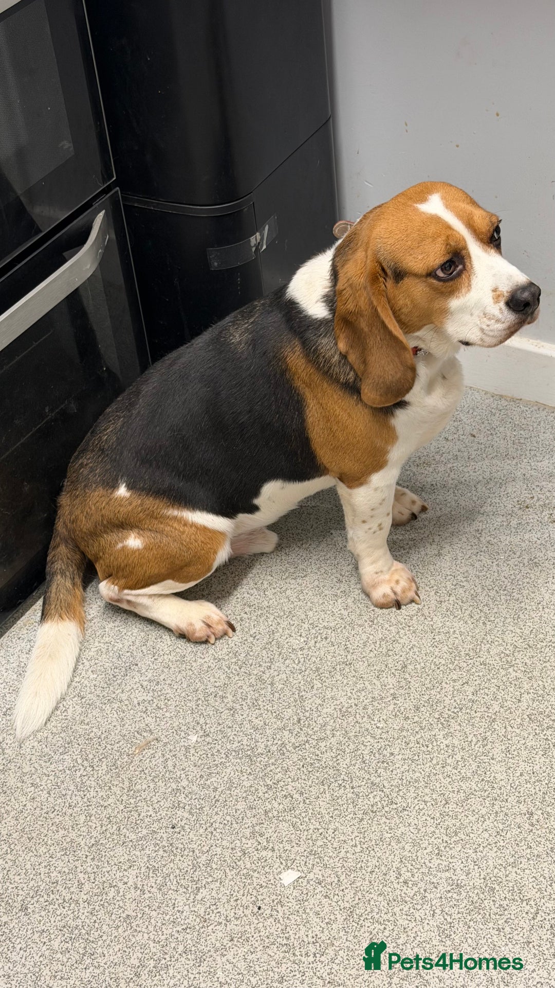 Beagle dogs for sale: Please read 4 year old beagle - Advert 2