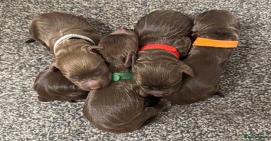 Cocker Spaniel dogs - Advert 1