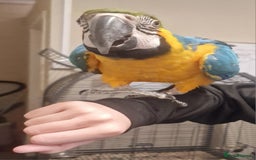 Parrots birds for sale: X BIRDS/PARAKEETS/PARROTS AVAILABLE X - Image 3
