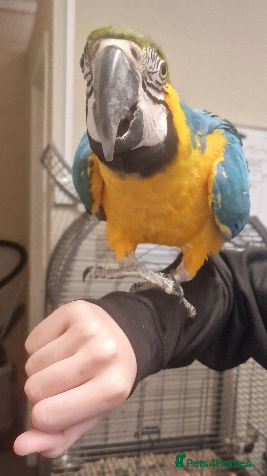 Parrots birds for sale: X BIRDS/PARAKEETS/PARROTS AVAILABLE X - Image 3