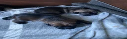 Border Terrier dogs for sale: Border Terrier Puppies  - Advert 4