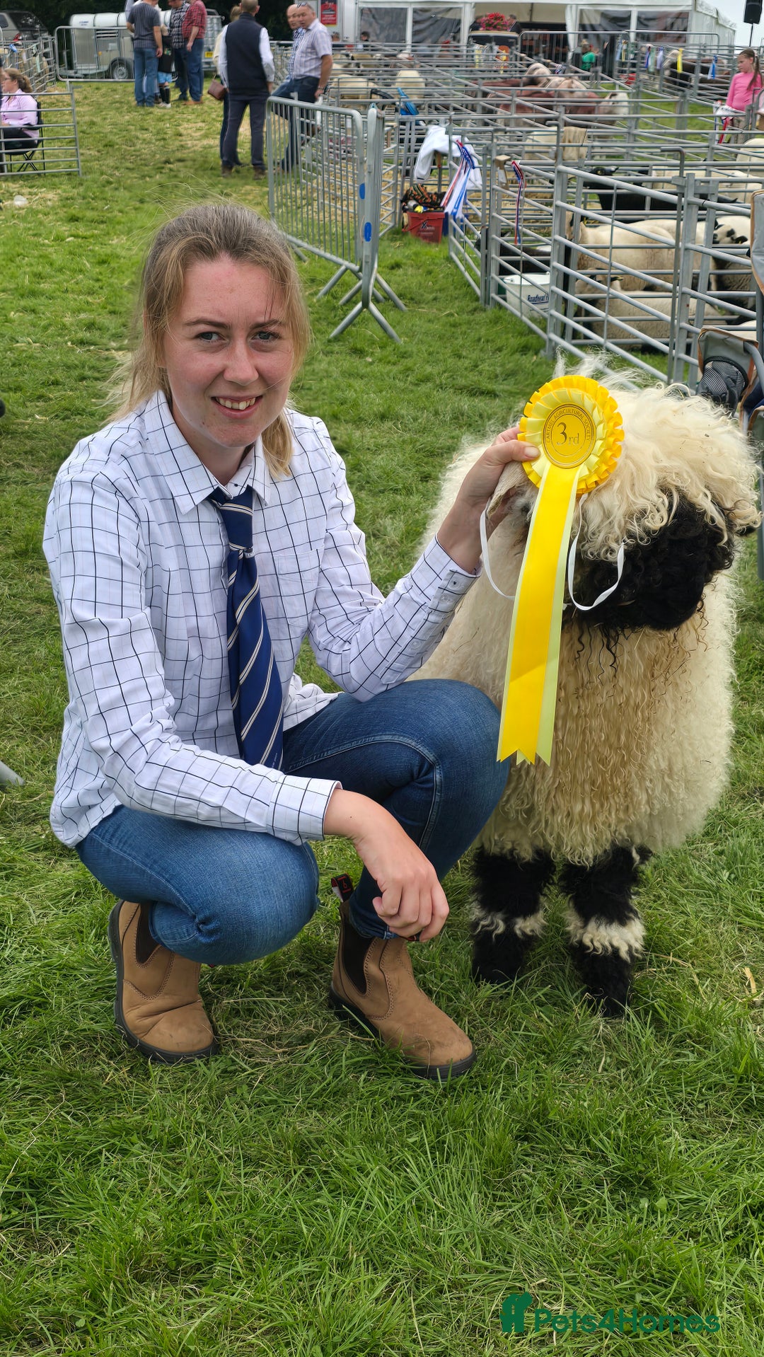 Sheep livestock for sale: Valais Blacknose Ram Lamb - Advert 4