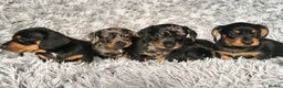 Miniature Dachshund dogs for stud: Mini Dachshund Boy for Stud, KC reg, Choc Dapple in Salford - Advert 11