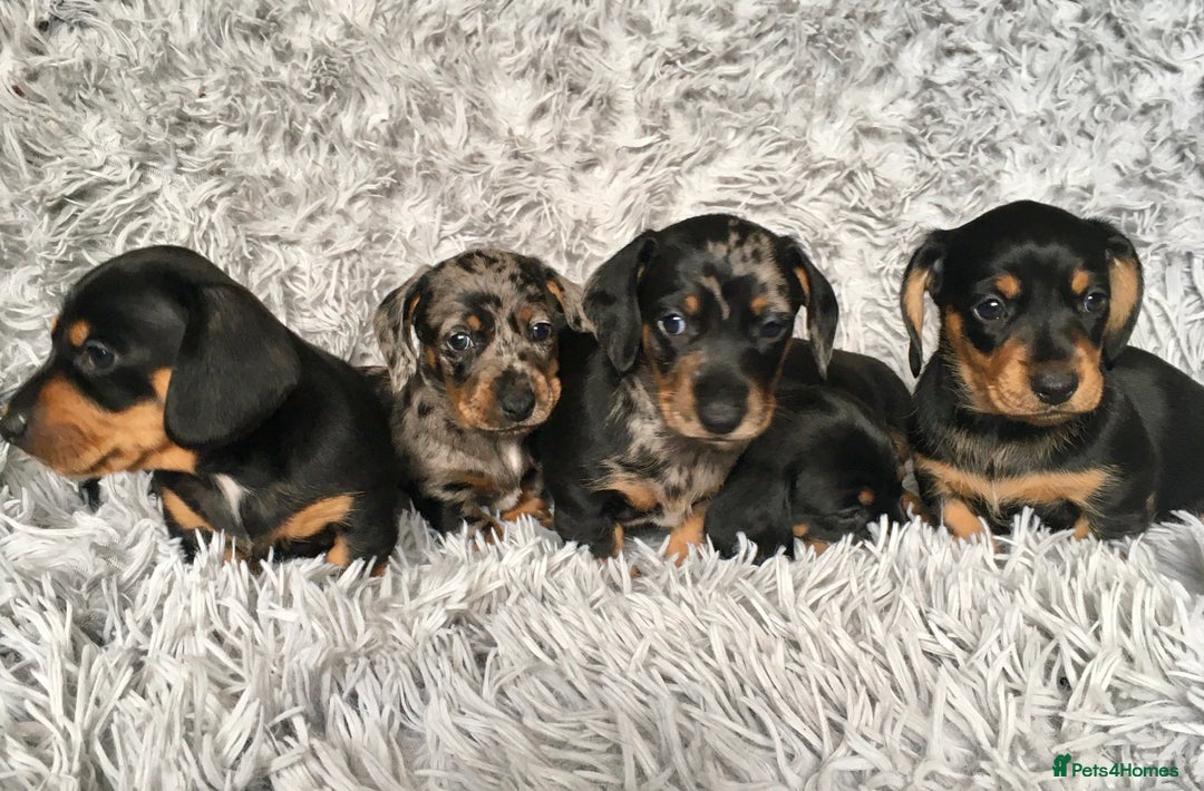 Miniature Dachshund dogs for stud: Mini Dachshund Boy for Stud, KC reg, Choc Dapple in Salford - Advert 11