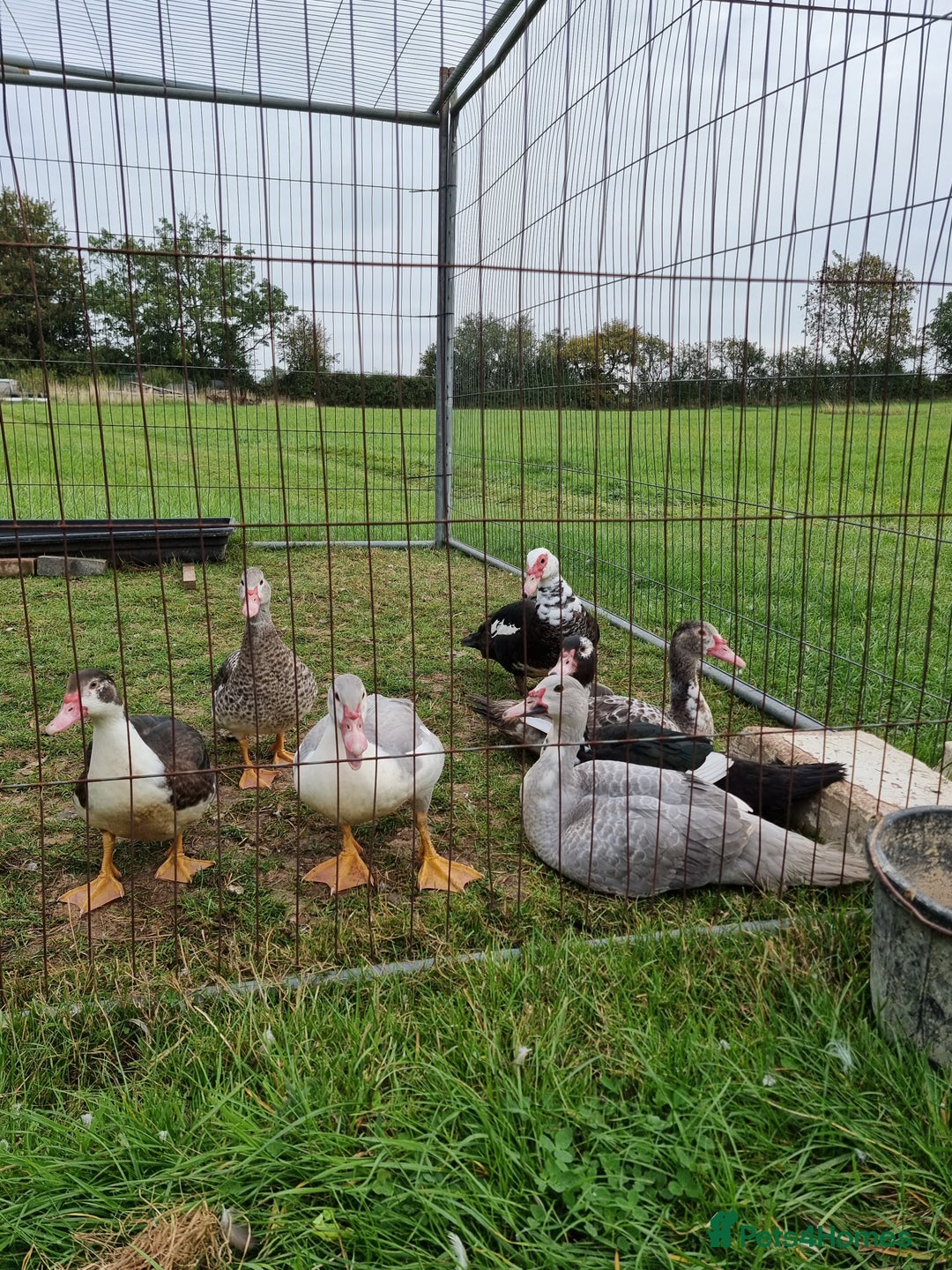 Ducks poultry for sale: Muscovy ducks - Image 3