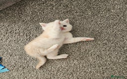 Scottish Fold cats for sale: Adorable Scottish fold Straight Ears Kittens  - Image 14