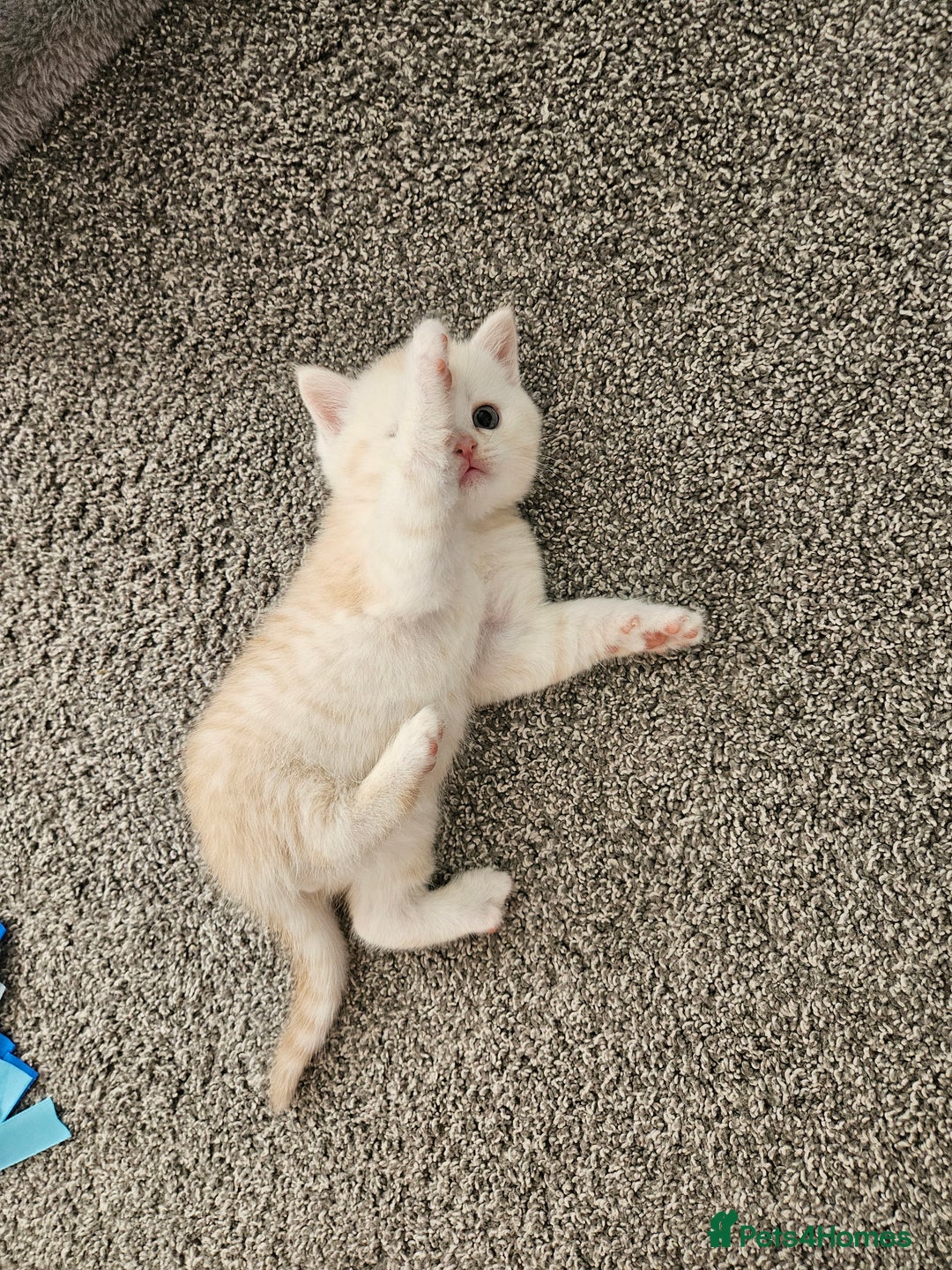Scottish Fold cats for sale: Adorable Scottish fold Straight Ears Kittens  - Image 14