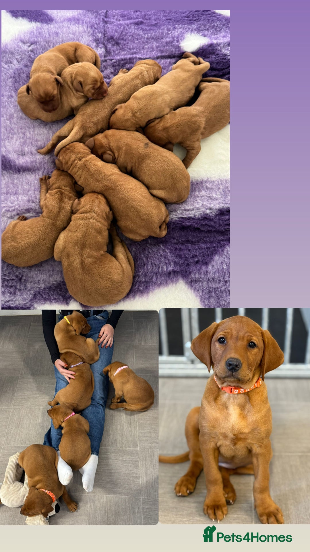 Labrador Retriever dogs for stud: 0/0 Hips & elbows fox red labrador in Leyburn - Advert 17