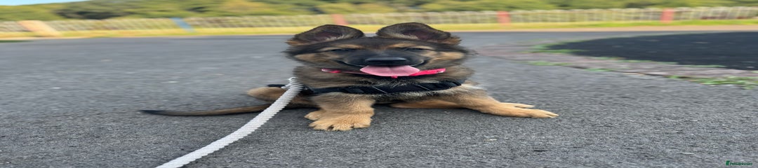 German Shepherd Puppy 1