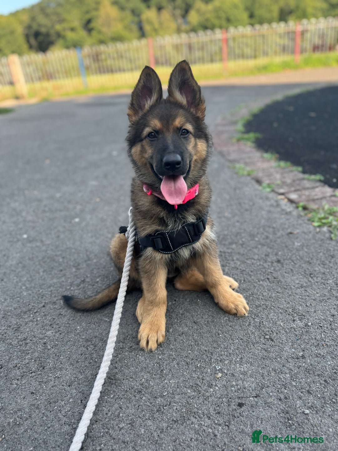 German Shepherd dogs for sale: GSD female Puppy - Image 3