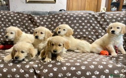 Golden Retriever dogs for sale: Golden Retriever Puppies Looking for Loving Homes! - Image 5