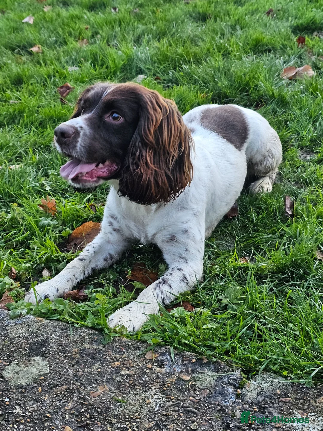English Springer Spaniel dogs for sale: Luna  in Petersfield - Advert 5