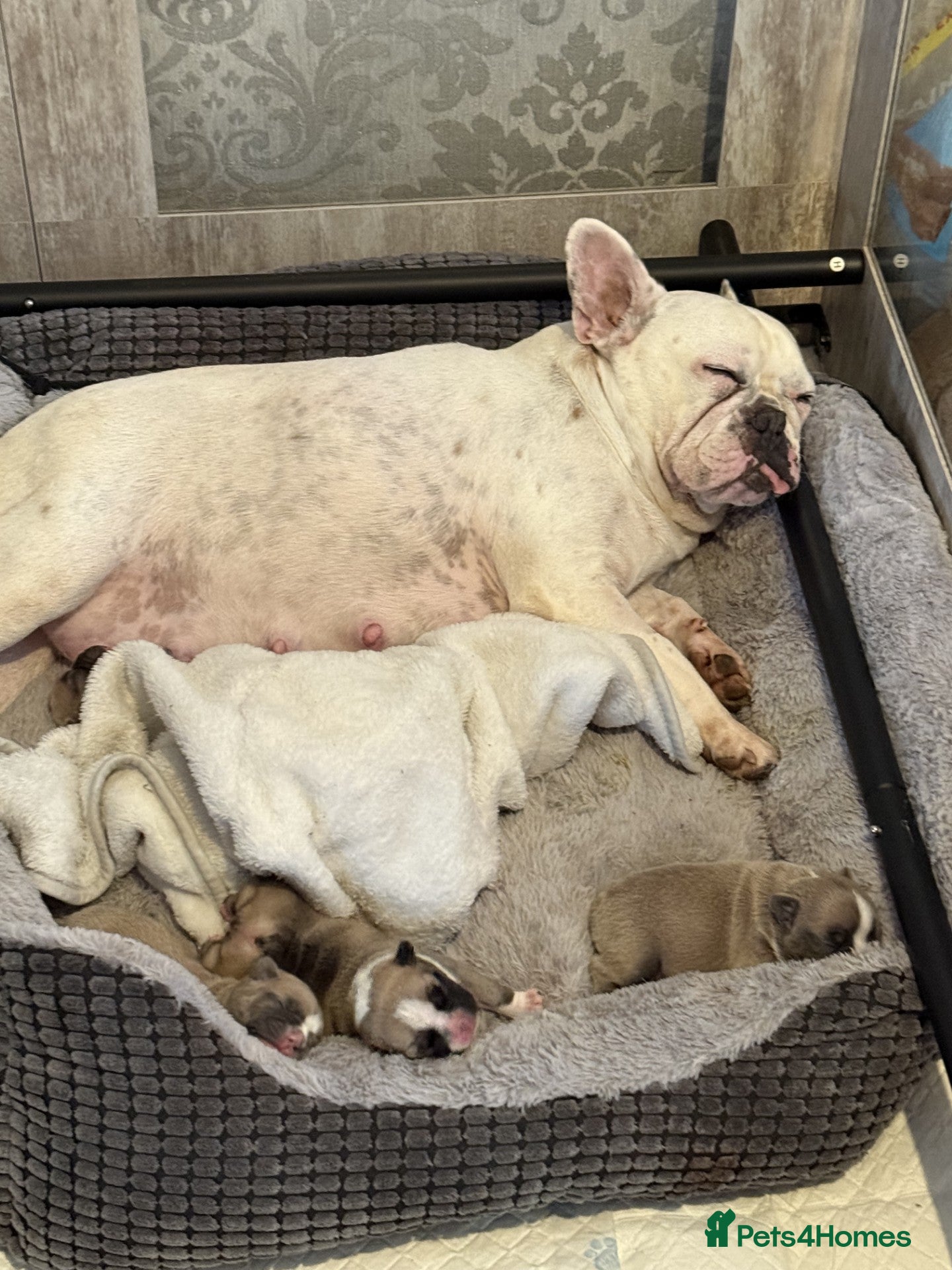 French Bulldog dogs 4 female french bulldog pups for sale  - Advert 1