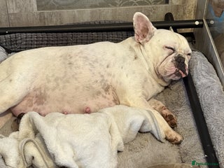 French Bulldog dogs 4 female french bulldog pups for sale - Advert 1