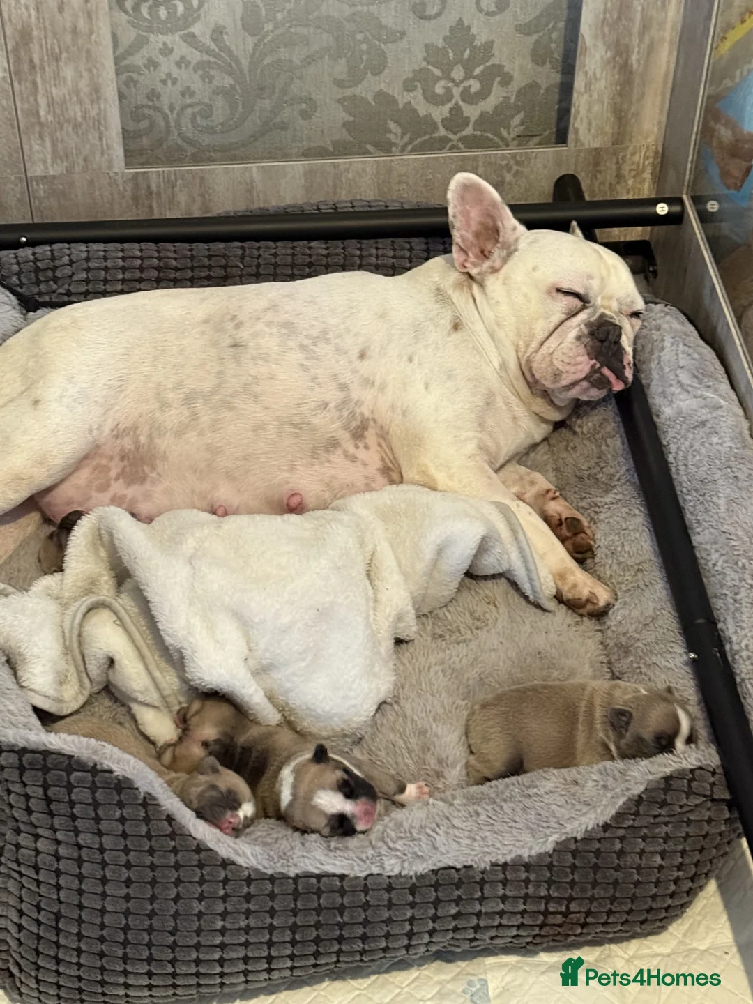 French Bulldog dogs for sale: 3 female french bulldog pups for sale  - Advert 2