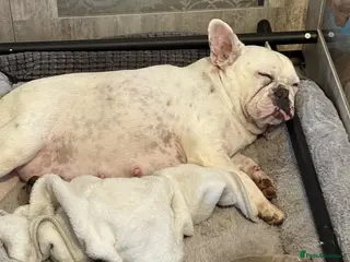 French Bulldog dogs 4 female french bulldog pups for sale - Advert 21