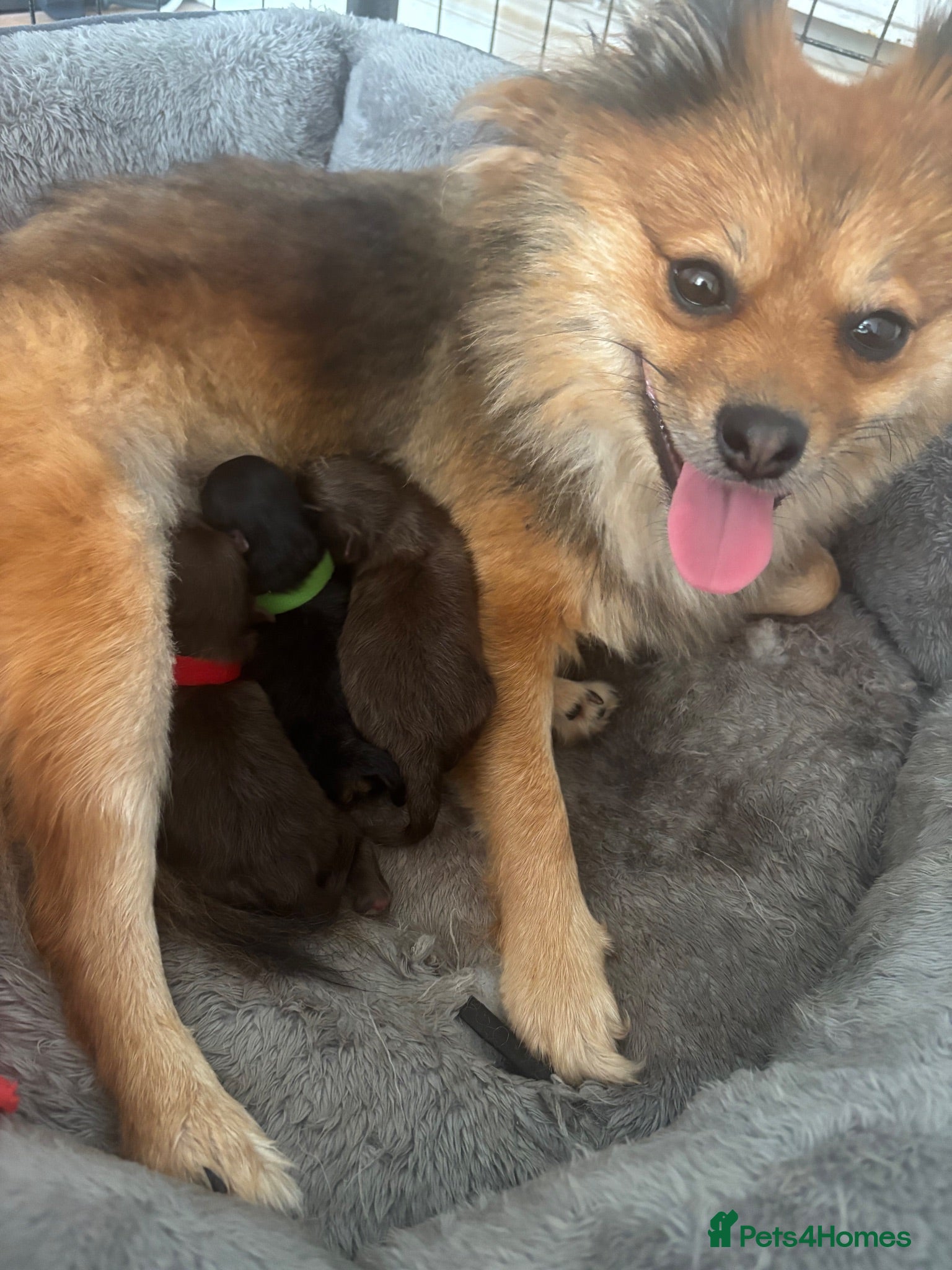 Pomeranian dogs X2 boy Pomeranians for sale  - Advert 1