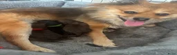 Pomeranian dogs for sale: X2 boy Pomeranians for sale  - Advert 1