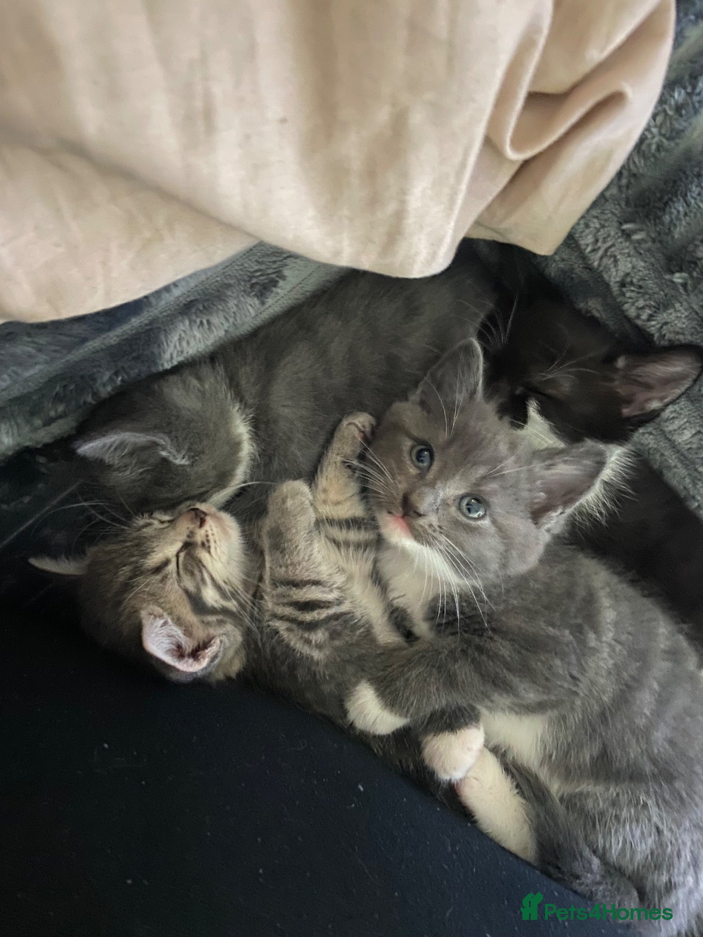 Mixed Breed cats Beautiful kittens - Advert 9