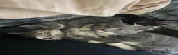 Mixed Breed cats for sale: Beautiful kittens - Advert 1