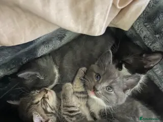 Mixed Breed cats Beautiful kittens - Advert 1