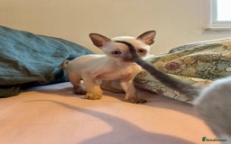 Cornish Rex cats for sale: Cornish Rex boys x2  - Image 6
