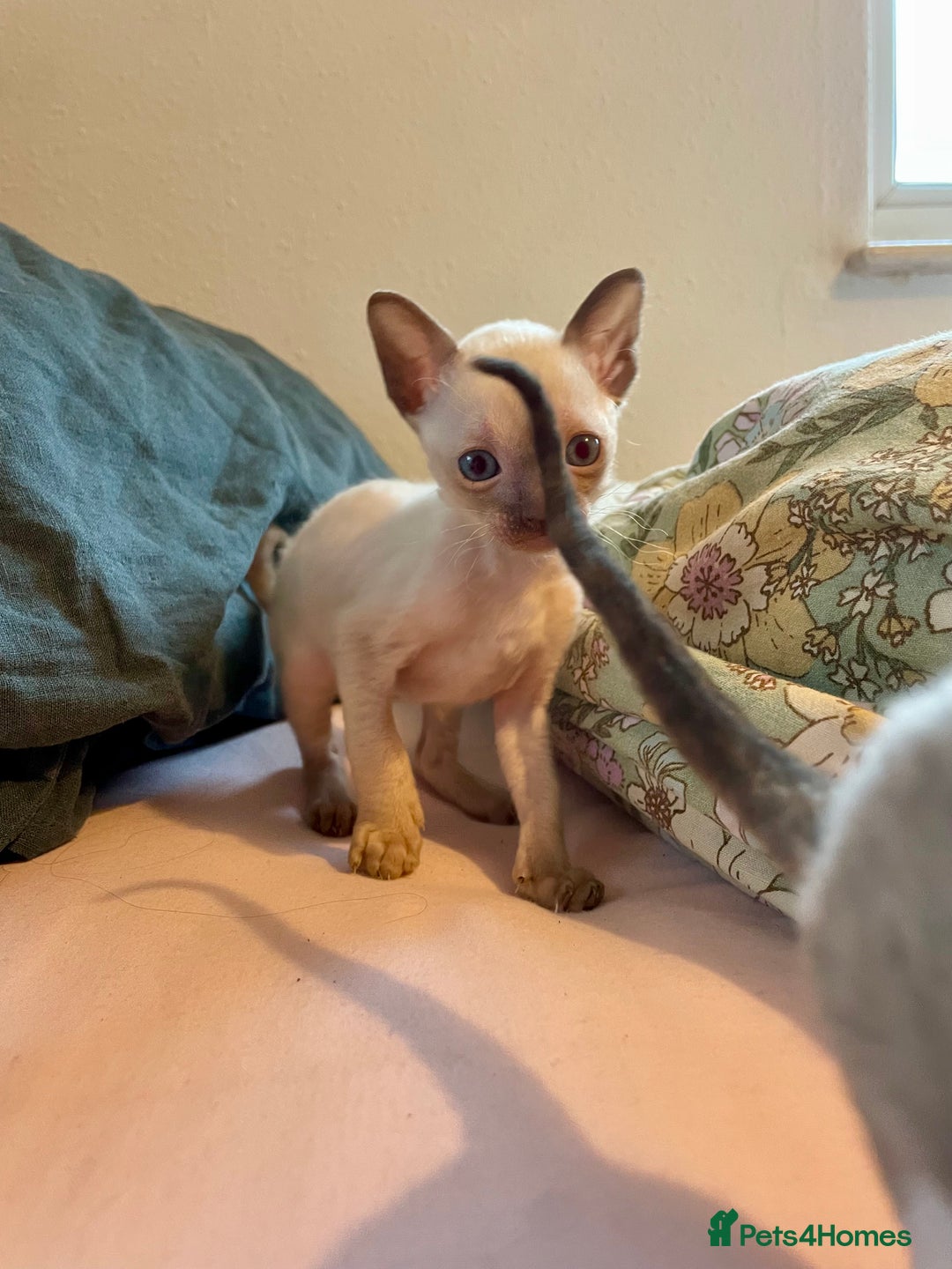 Cornish Rex cats for sale: Cornish Rex boys x2  - Image 6