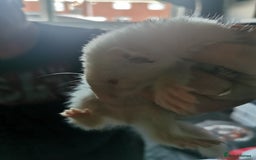 Ferret rodents for sale: Jill's  - Image 8