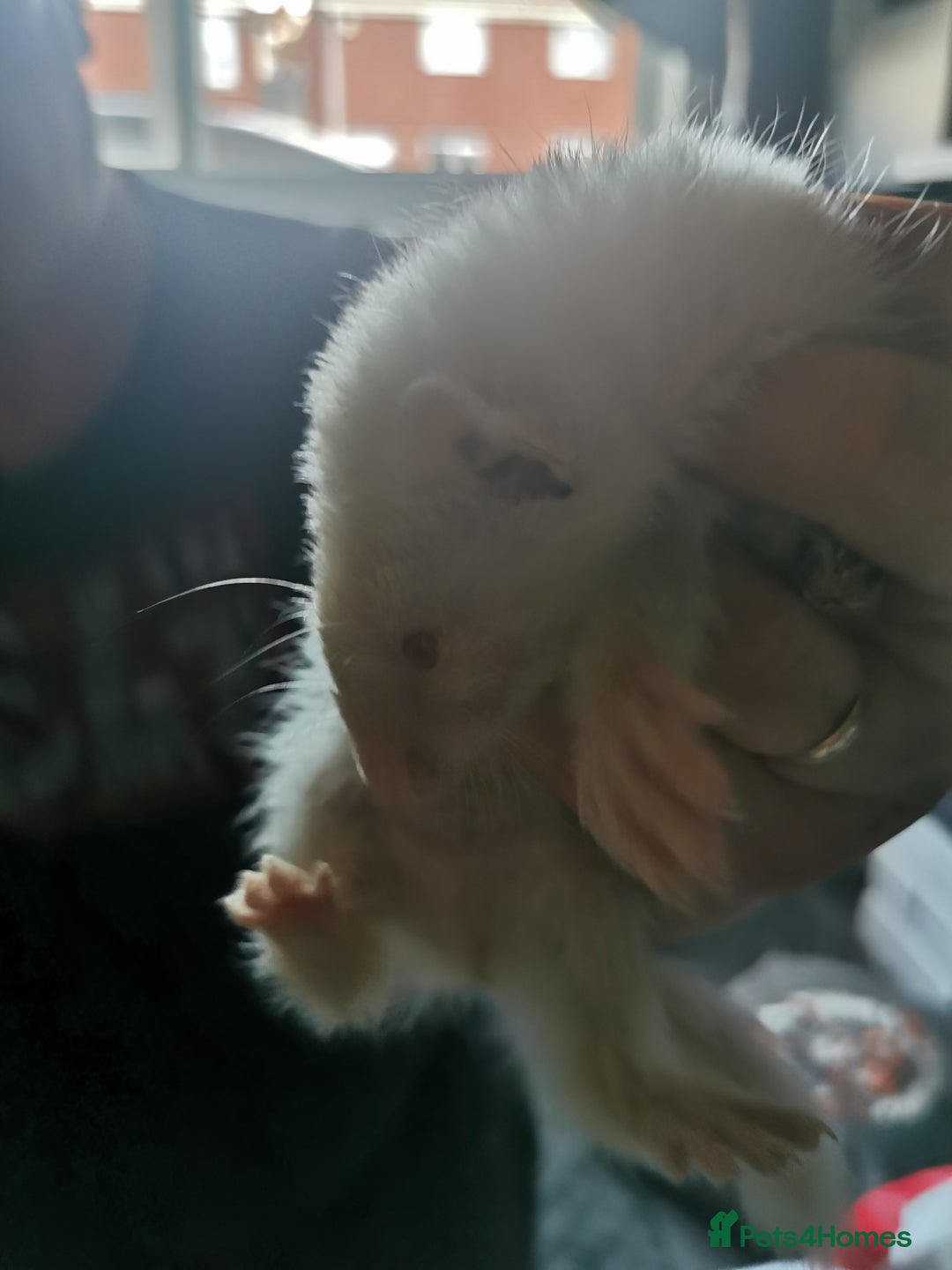 Ferret rodents for sale: Jill's  - Image 8
