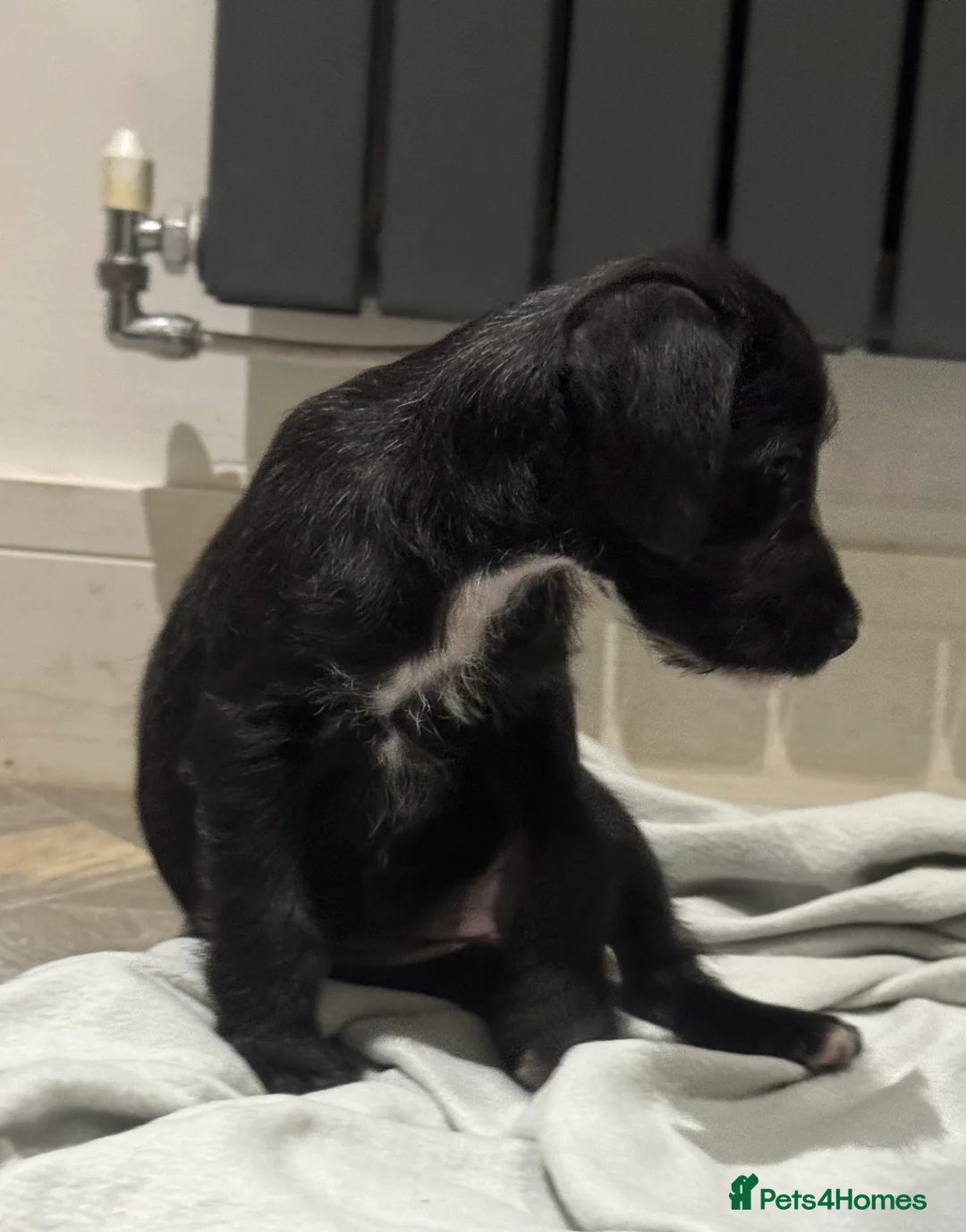 Bedlington Terrier dogs for sale: F1 bedlington whippet puppies available  - Advert 3