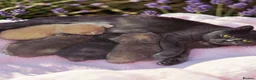 British Shorthair cats for sale: Absolutely beautiful kittens looking forever homes - Advert 1