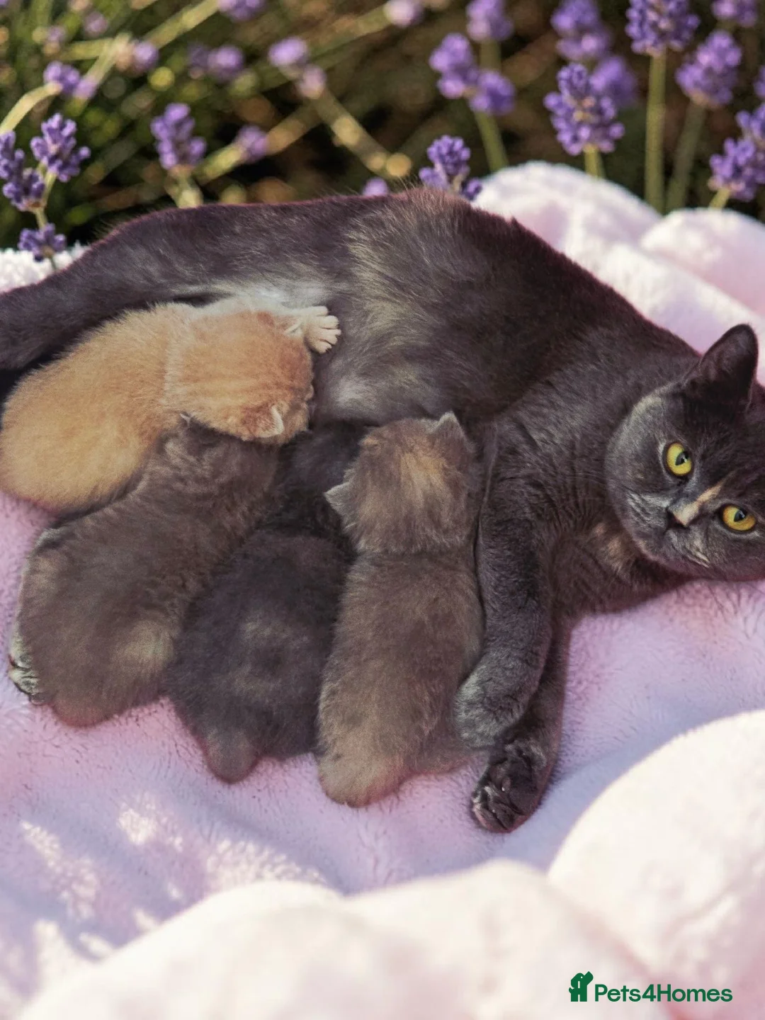 British Shorthair cats for sale: Absolutely beautiful kittens looking forever homes - Advert 1