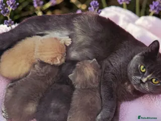British Shorthair cats Absolutely beautiful kittens looking forever homes - Advert 6
