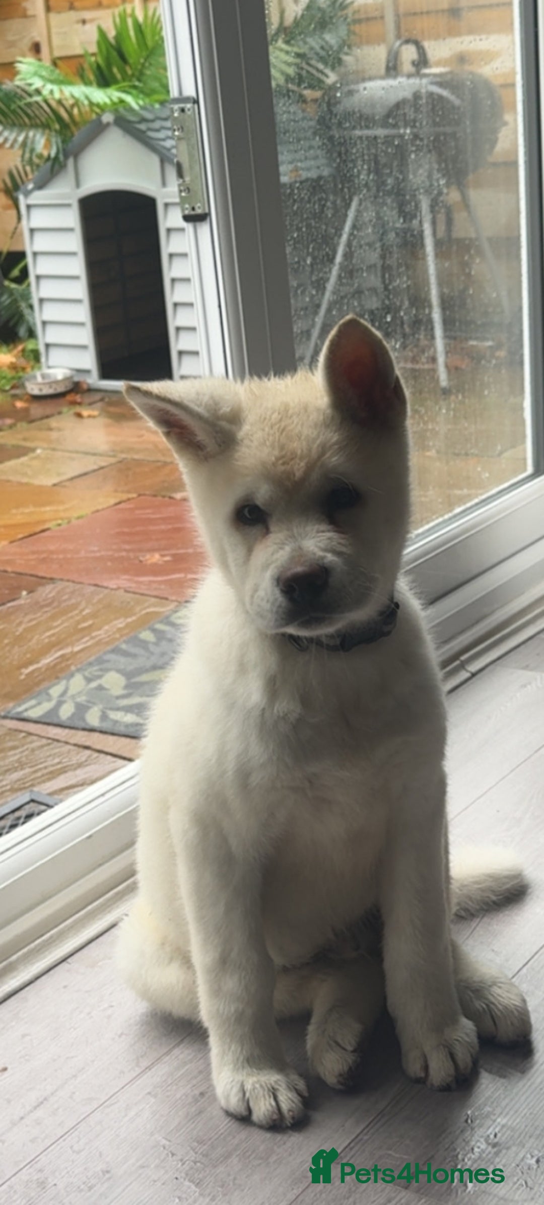 Akita dogs for sale: Purebred White American Akita  - Image 4