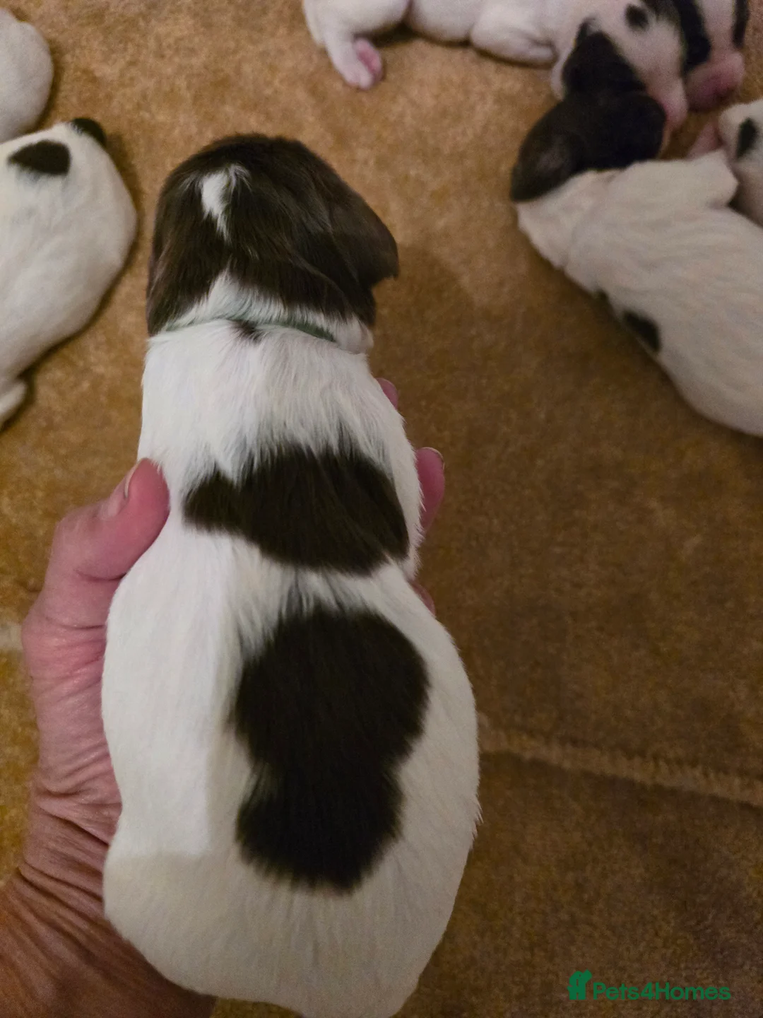 English Springer Spaniel dogs for sale:  Health tested Springer Spaniel puppies - Advert 28