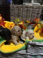 Miniature Poodle dogs Very well bred KC Miniature Poodles - Advert 1