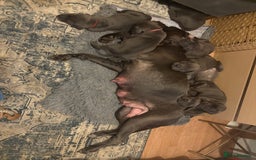 Cane Corso dogs for sale:  Pure breed Cane Corso  Puppies Looking for Homes  - Image 7