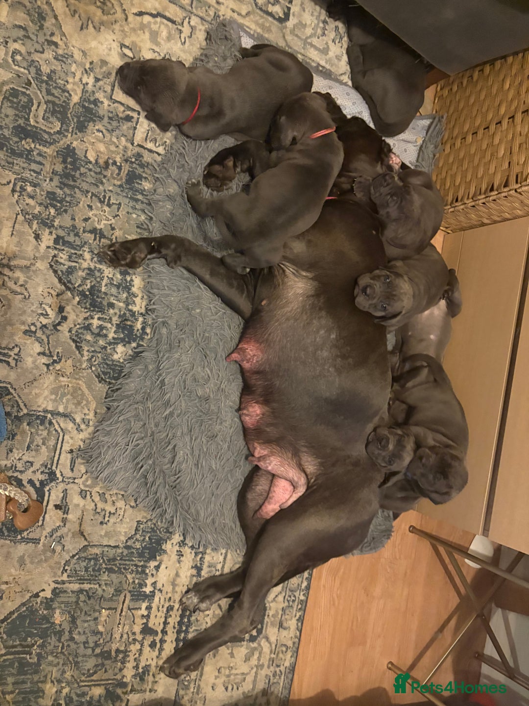 Cane Corso dogs for sale:  Pure breed Cane Corso  Puppies Looking for Homes  - Image 7