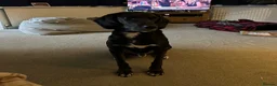 Mixed Breed dogs for adoption: Jett (Labrador/Pointer mix) in High Wycombe - Advert 7