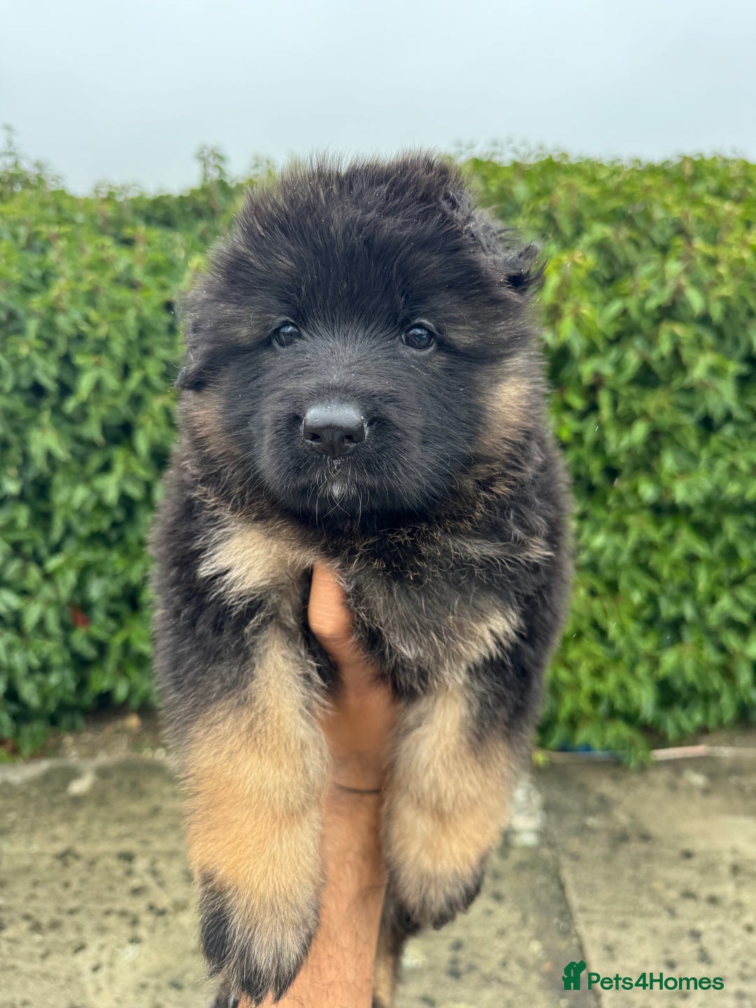 German Shepherd dogs for sale: Stunning German Shepherd Long hair puppies 🥰🔥 - Image 9