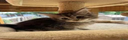 Maine Coon cats for sale: Maine coon kittens - Advert 3