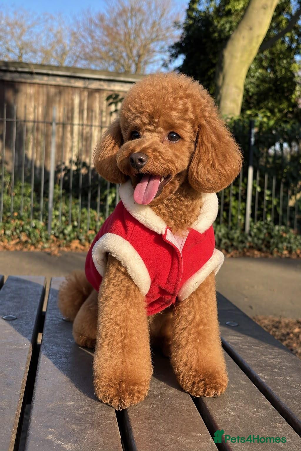 Toy Poodle dogs for sale: KC Registered Miniature Toy Poodle Puppies forSale - Advert 6