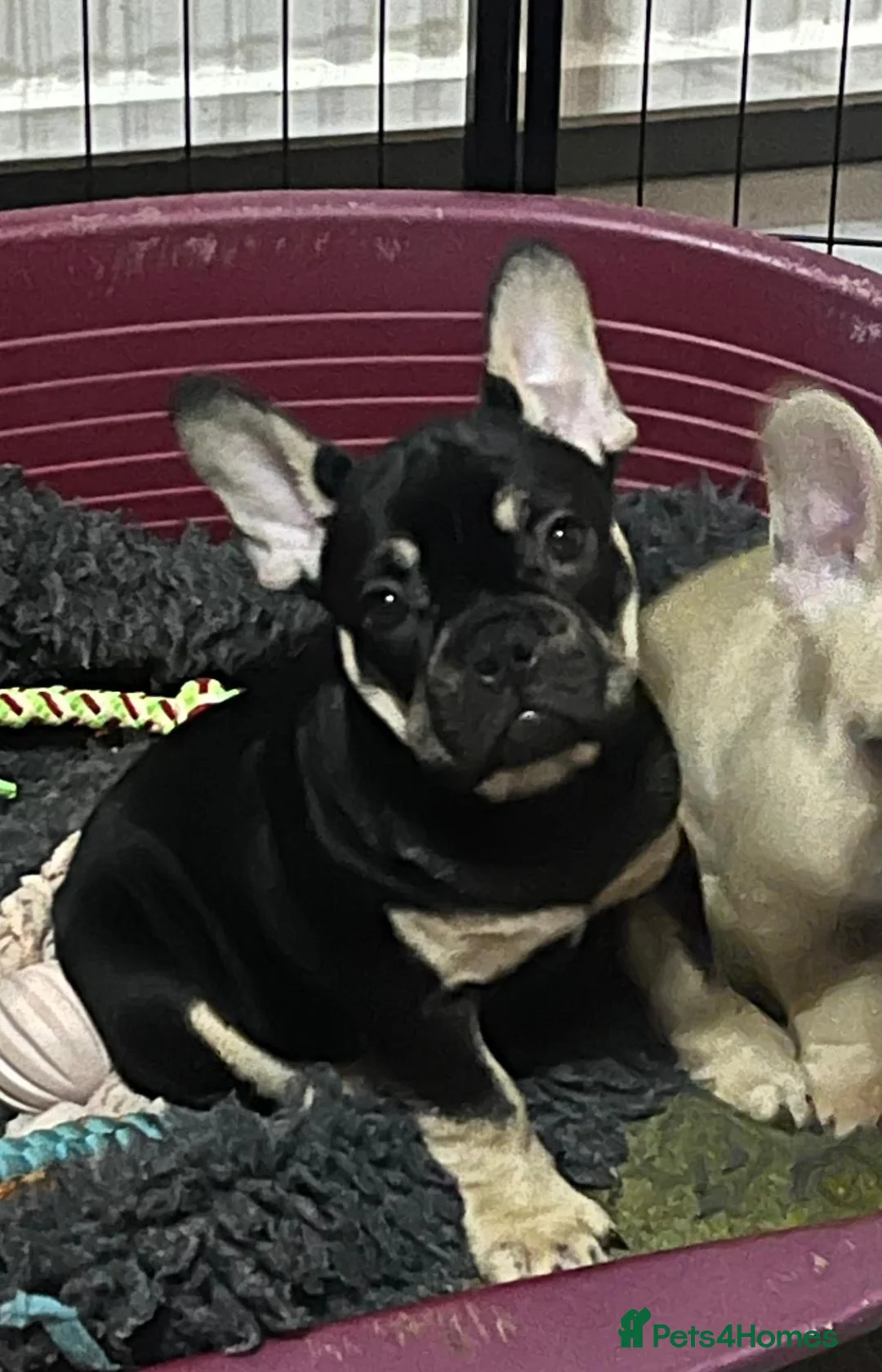 French Bulldog dogs for sale: 2 beautiful boys waiting for their forever homes  - Advert 2